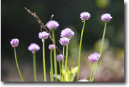 Cornflowers