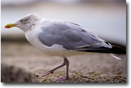 Seagull